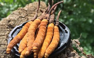 蟲草是什么？揭秘“軟黃金”的奧秘