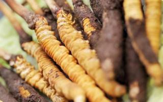 如何鑒別真假蟲草？教你幾招！