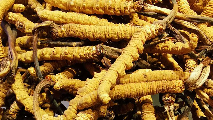 冬蟲夏草是什么味道？揭秘“軟黃金”的獨特風味