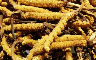 冬蟲夏草是什么味道？揭秘“軟黃金”的獨特風味