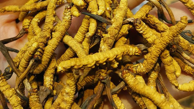 平陽冬蟲夏草市場在哪里？2024年最新采購指南