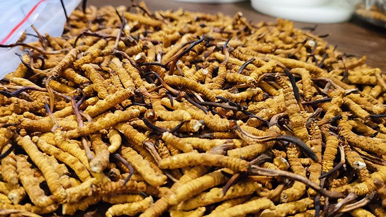 深圳<a href=http://www.zhylvs.com/zhengce/ target=_blank class=infotextkey>冬蟲夏草交易</a>市場(chǎng)：南中國(guó)蟲草貿(mào)易的黃金樞紐