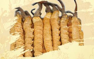 冬蟲夏草御寒效果好嗎？科學(xué)解讀其抗寒機(jī)制