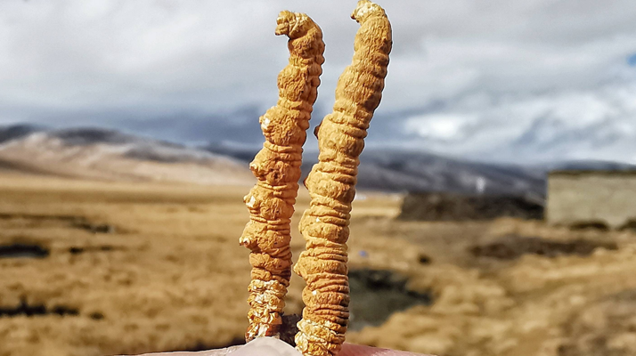 全球<a href=http://www.zhylvs.com/ target=_blank class=infotextkey>冬蟲(chóng)夏草</a>核心產(chǎn)地分布圖鑒（2024最新版）