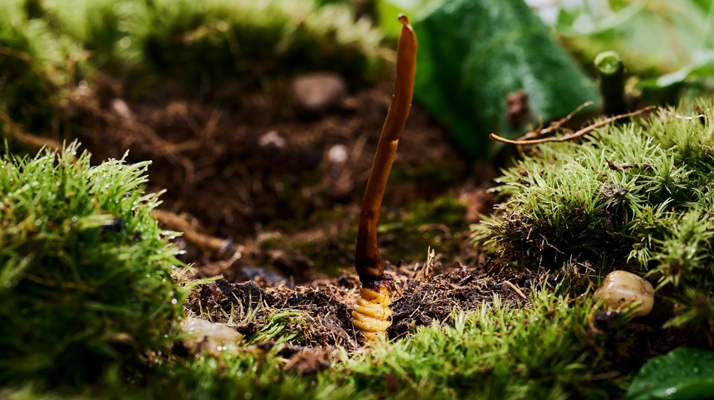冬蟲夏草的 “草” 究竟是什么