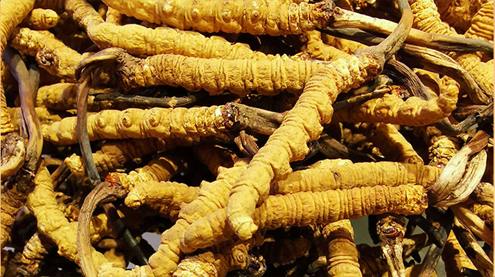 冬蟲(chóng)夏草最佳食用方法全攻略