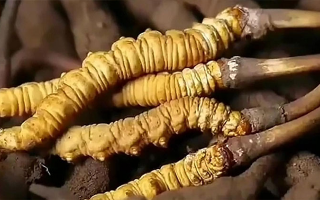 冬蟲夏草鮮草冷凍保存全指南：鎖住營養(yǎng)，延長鮮美