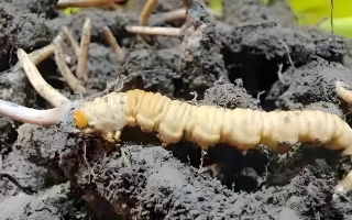 冬蟲夏草鮮草與干草的差異解析：不同形態(tài)，別樣價值