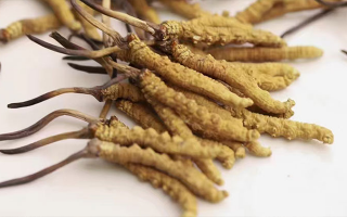 水溫決定營養(yǎng)！冬蟲夏草鮮草泡水溫度全解析?