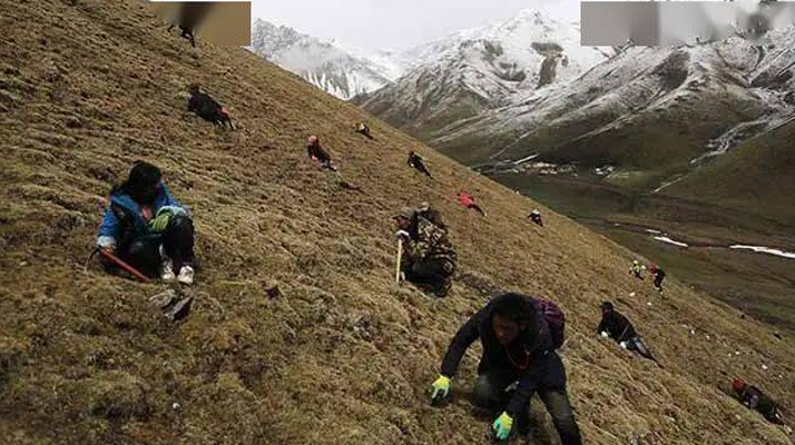 那曲冬蟲夏草鮮草季節(jié)：自然的饋贈