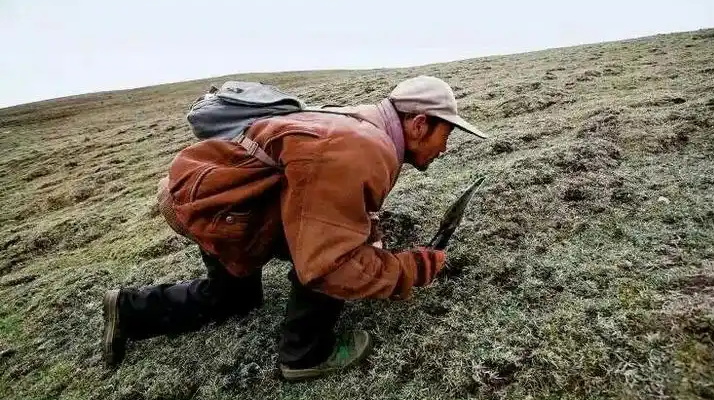 西藏冬蟲夏草最大產地：那曲，自然饋贈的珍寶之地