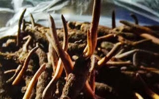 吃鮮的冬蟲夏草會上火嗎？一文說清