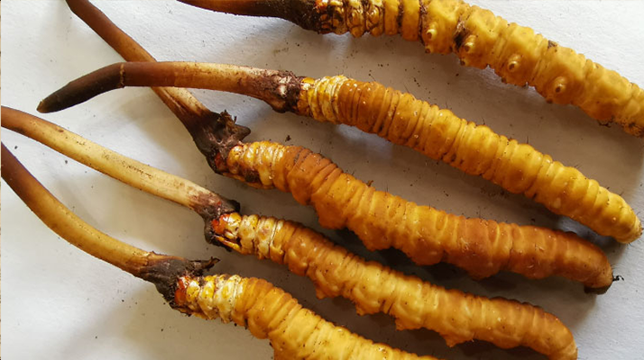 冰鮮<a href=http://www.zhylvs.com/jiage/ target=_blank class=infotextkey>冬蟲夏草價格</a>探秘：價值與市場因素的深度剖析