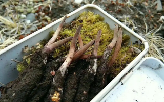 冬蟲夏草鮮草季：邂逅高原至寶，開啟健康滋養(yǎng)新體驗