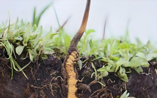 冬蟲夏草鮮草：鮮活的生命力，至臻的養(yǎng)生之選