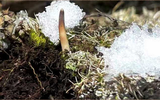 不要錯過新鮮冬蟲夏草