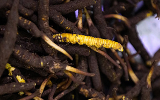 品鮮蟲(chóng)草之妙，享滋補(bǔ)之道