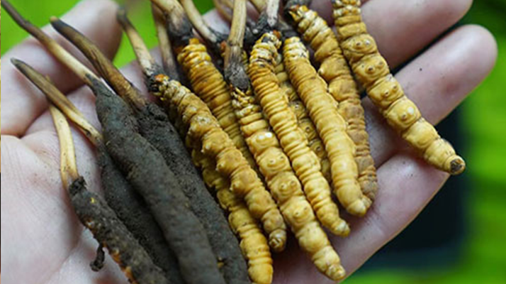 冬蟲夏草泡酒：鮮草入酒，鎖住精華的養(yǎng)生之道
