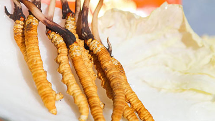 冬蟲夏草鮮草打包發(fā)貨全流程：從采摘到送達的保鮮之旅