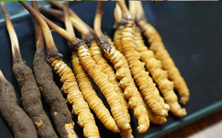 冬蟲夏草鮮草吃多久？科學(xué)食用周期與效果解析