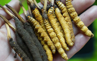 冬蟲夏草泡酒：鮮草入酒，鎖住精華的養(yǎng)生之道