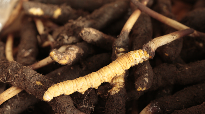 吃鮮冬蟲(chóng)夏草會(huì)便秘嗎？