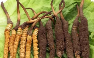 到哪里買新鮮的冬蟲夏草？三步辨真?zhèn)?，四大渠道安心?> </div>
            <div   id=