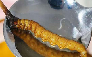 冬蟲夏草鮮草冷凍后這樣吃，營(yíng)養(yǎng)不流失！