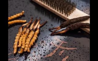 冬蟲夏草鮮草清理全指南：洗凈滋補(bǔ)好食材