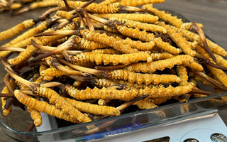 冬蟲夏草鮮草的黃金食用期，你知道嗎？