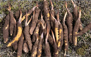 冬蟲(chóng)夏草：干的好還是新鮮的妙？