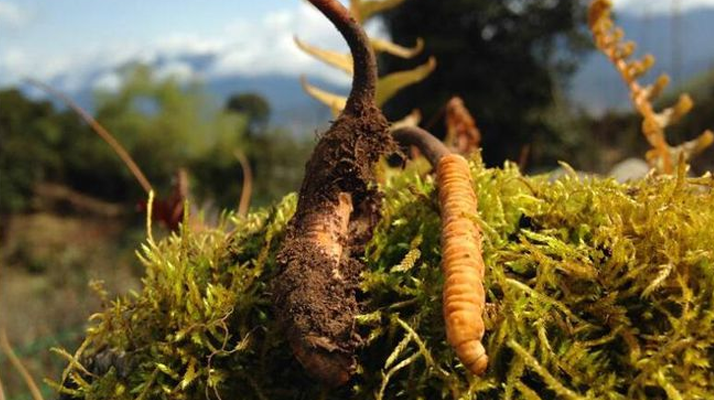 新鮮冬蟲夏草多少錢一斤？深度解析價格背后的奧秘