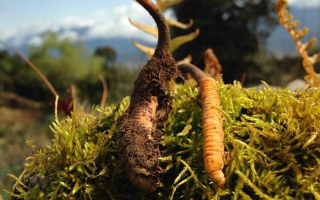 新鮮冬蟲夏草多少錢一斤？深度解析價(jià)格背后的奧秘