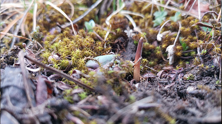 鮮冬蟲夏草辨別全攻略：識(shí)破真假，挑選優(yōu)質(zhì)好蟲草? ? ? ?