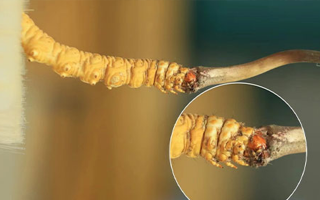 探尋鮮冬蟲夏草的絕佳口感：好口感的標(biāo)準(zhǔn)與奧秘