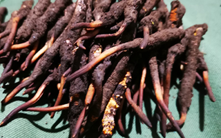 鮮冬蟲夏草可以泡水喝嗎？深度解析其飲用之道