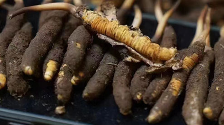 探尋新鮮冬蟲夏草的采挖黃金期：自然節(jié)律中的珍貴饋贈