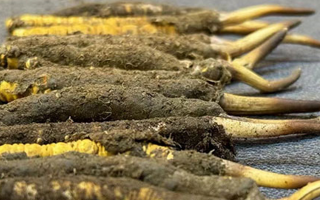 新鮮冬蟲(chóng)夏草吃幾克好？科學(xué)用量指南