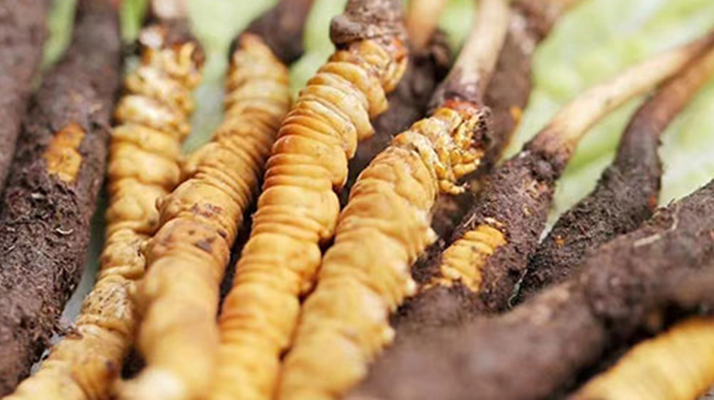 冬蟲(chóng)夏草：曬干食用還是鮮食更優(yōu)？