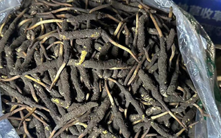 冬蟲夏草可以吃鮮的嗎？一文為你揭秘