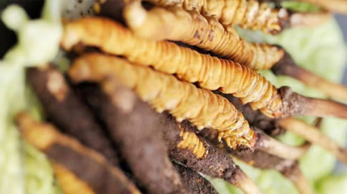 冬蟲(chóng)夏草鮮草能賣(mài)多久？多因素影響下的售賣(mài)周期解析