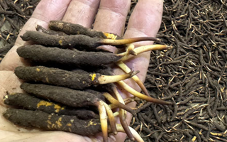 冬蟲(chóng)夏草鮮草存放指南：鎖住營(yíng)養(yǎng)與新鮮的秘籍