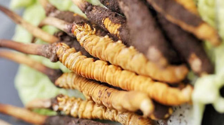 冬蟲夏草鮮草可以生吃嗎？一文解讀食用真相