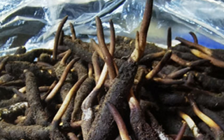 冬蟲夏草鮮草能不能泡酒？科學(xué)解析與實(shí)用指南