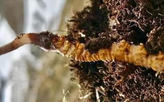 冬蟲夏草的多樣吃法，解鎖滋補新體驗