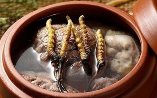 鮮冬蟲夏草吃多會上火嗎？一文解析真相