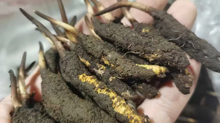 鮮冬蟲(chóng)夏草急凍能放多久？科學(xué)保存全解析