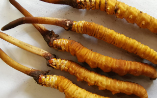 鮮冬蟲夏草常溫能放多久？一文讀懂保存秘籍