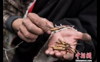 西藏那曲進入蟲草采挖季 “蟲草王”助牧民增收致富