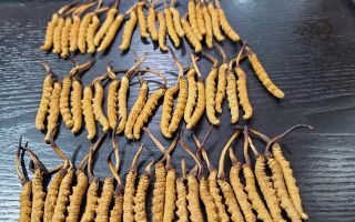 冬蟲(chóng)夏草新草舊草辨別全攻略